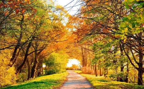 10214-road-under-the-trees-1680x1050-nature-wallpaper