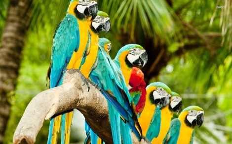10547-macaws-on-a-branch-1680x1050-animal-wallpaper