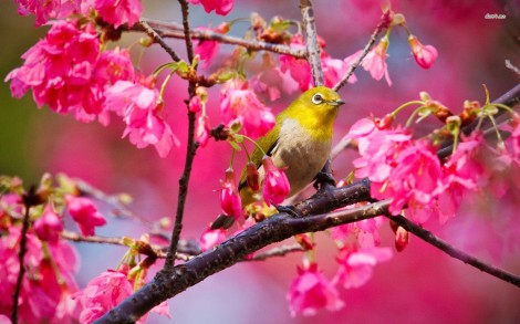 10571-yellow-bird-1680x1050-animal-wallpaper