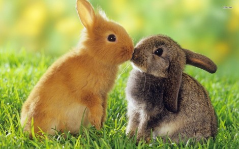 11299-bunny-love-1680x1050-animal-wallpaper