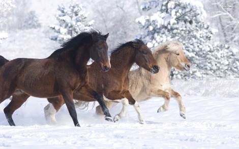 11307-horses-running-in-the-snow-1680x1050-animal-wallpaper