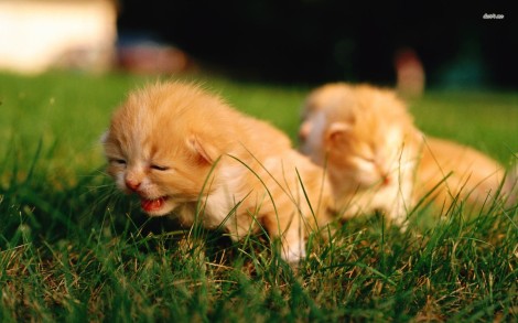 11310-kittens-in-the-grass-1680x1050-animal-wallpaper