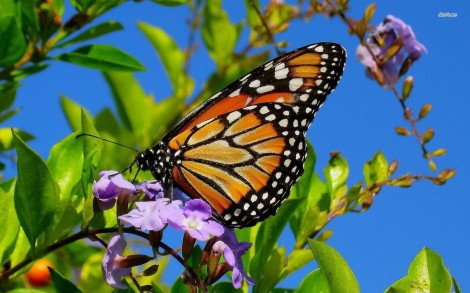 11313-monarch-butterfly-1680x1050-animal-wallpaper
