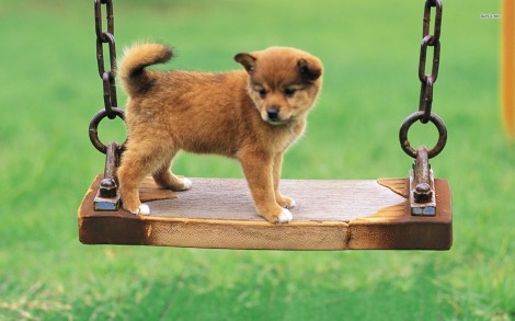 11316-puppy-on-a-swing-1680x1050-animal-wallpaper