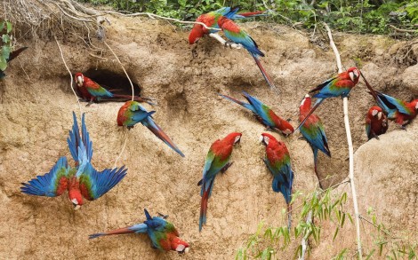 11319-scarlet-macaws-1680x1050-animal-wallpaper