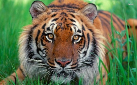 11322-sumatran-tiger-1680x1050-animal-wallpaper