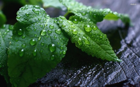 11840-water-drops-on-green-leaves-1680x1050-nature-wallpaper-1