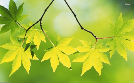 11885-maple-leaves-1680x1050-photography-wallpaper