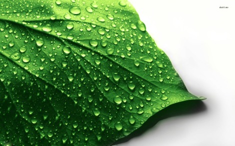 11924-water-drops-on-leaf-1680x1050-photography-wallpaper