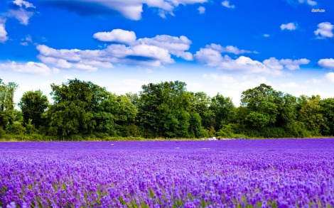 4336-lavender-field-1680x1050-nature-wallpaper