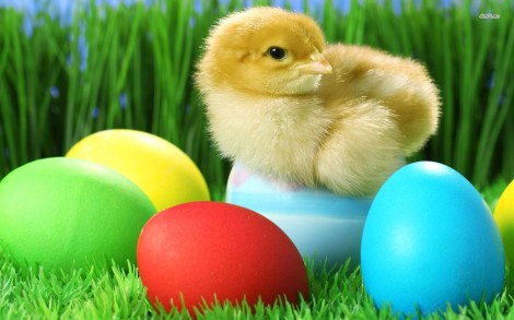 5332-chick-with-easter-eggs-1680x1050-holiday-wallpaper