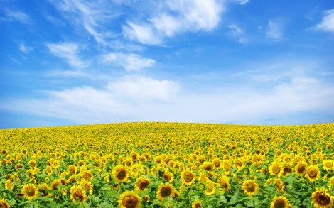 5486-sunflower-landscape-wallpaper