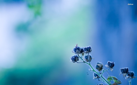 7323-rare-blue-flower-1680x1050-flower-wallpaper