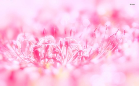 8854-pink-flower-1680x1050-flower-wallpaper